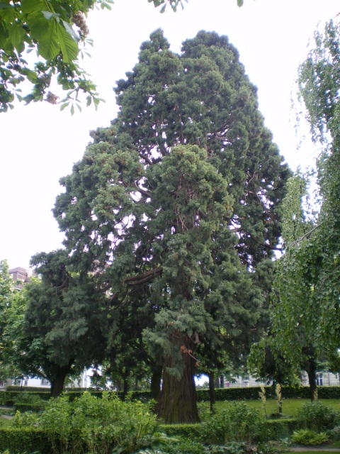Giant Sequoia, Lausanne